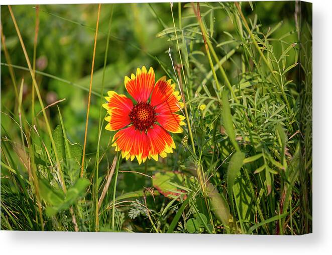 Flower Canvas Print featuring the photograph Boise Indian Blanket Flower by Dart Humeston