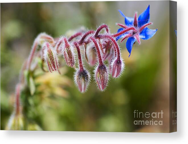 Starflower Canvas Print featuring the photograph Borage Plant In Buds by Joy Watson