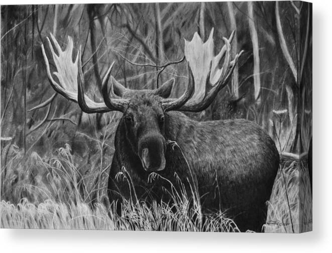 Moose Canvas Print featuring the drawing Boreal by Greg Fox