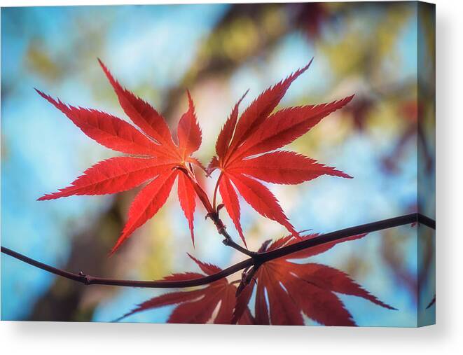 Leaves Canvas Print featuring the photograph Born to Die Together by Philippe Sainte-Laudy
