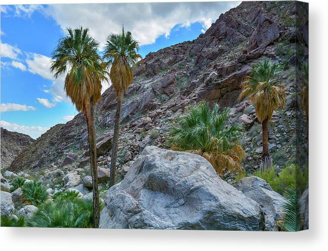 Anza Borrego Desert State Park Canvas Print featuring the photograph Borrego Palm Canyon by Kyle Hanson