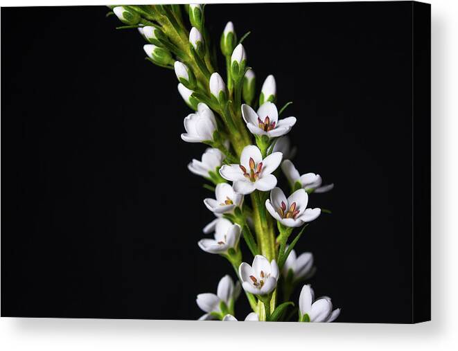 Flowers Canvas Print featuring the photograph Botanicals 12 by Connie Carr