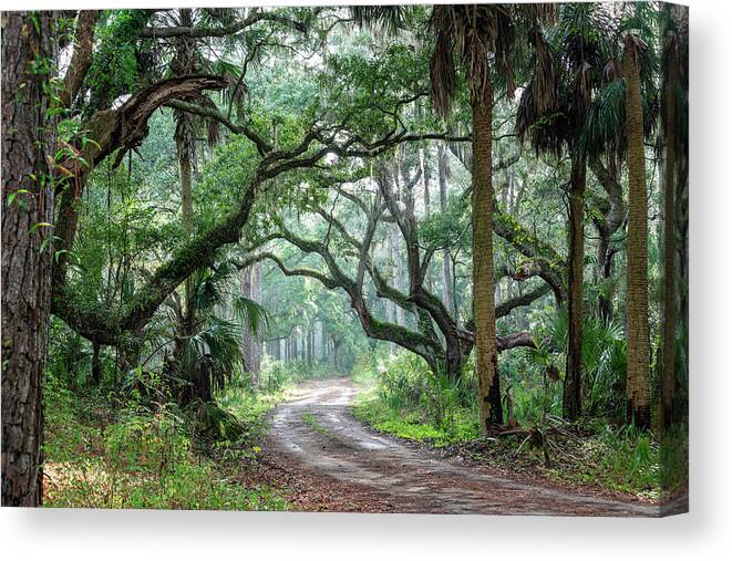 Botany Bay Canvas Print featuring the photograph Botany Bay Plantation Maritime Forest Three by Douglas Wielfaert