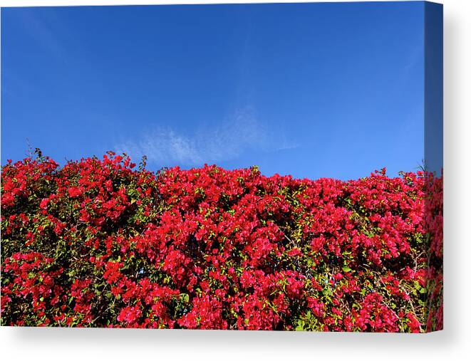 Blue Sky Canvas Print featuring the photograph Bougainvillea Palm Springs California 0437 by Amyn Nasser