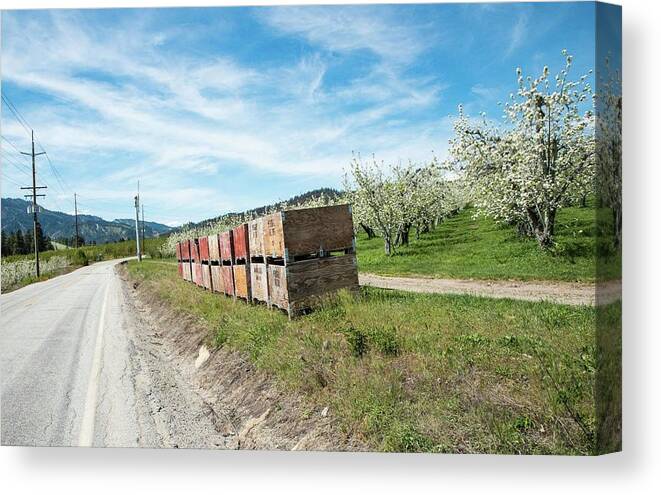 Boxes And Blossoms Canvas Print featuring the photograph Boxes and Blossoms by Tom Cochran