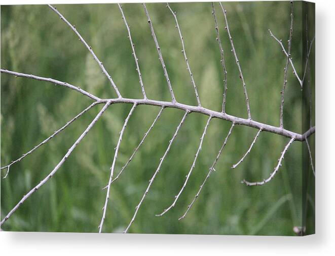 Branch Canvas Print featuring the photograph Branching by Callen Harty