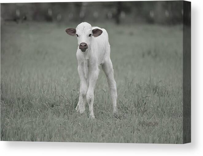 Texas Longhorns Wall Art Canvas Print featuring the photograph Brand New Texas Longhorn calf by Cathy Valle