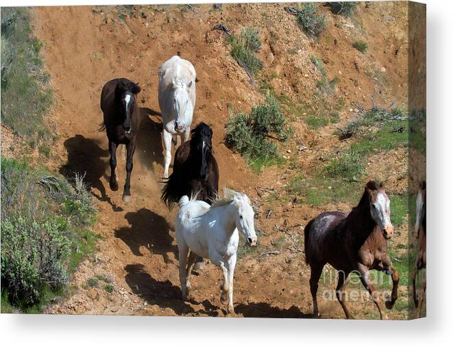 Running Horses Canvas Print featuring the photograph Breakaway by Jim Garrison