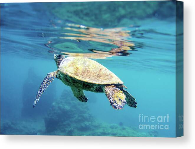 Sea Turtle Canvas Print featuring the photograph Breath Green Sea Turtle Hawaii by Paul Topp