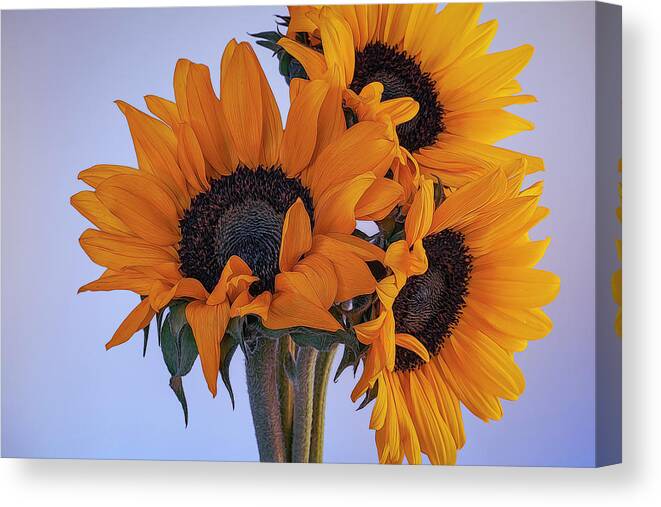 Petals Canvas Print featuring the photograph Bright and Beautiful Sunflowers 6 by Lindsay Thomson