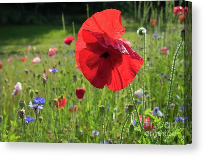 Poppy Canvas Print featuring the photograph Bright red poppy flower by Adriana Mueller
