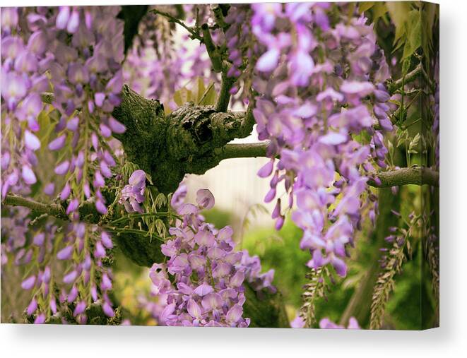Wisteria Canvas Print featuring the photograph The Scent of Wisteria by Jessica Jenney