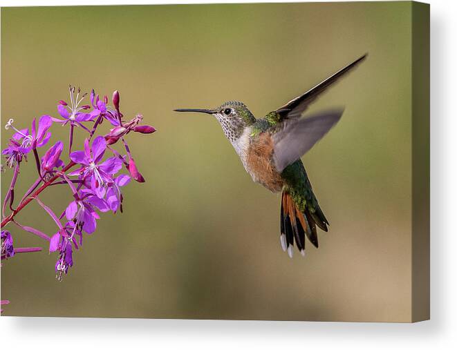 Hummingbird Canvas Print featuring the photograph Broad-tailed Hummingbird and Fireweed by Tony Hake