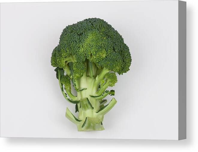 Broccoli Canvas Print featuring the photograph Broccoli by Y-studio