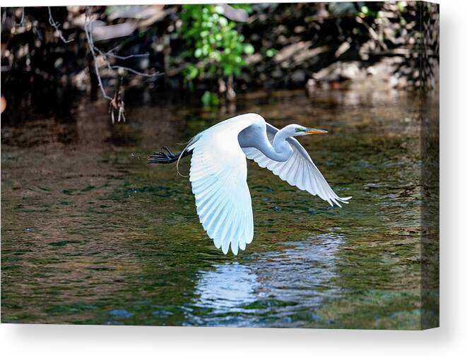 Bronx River Canvas Print featuring the photograph Bronx River Great Egret by Kevin Suttlehan