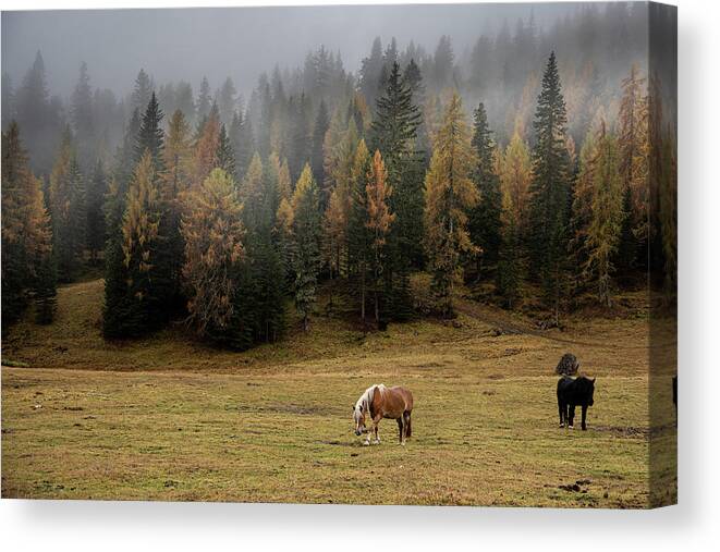 Idyllic Landscape Canvas Print featuring the photograph Brown and black horses in the field. South Tyrol Italy by Michalakis Ppalis