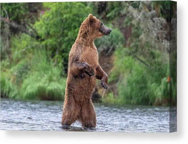 Brown Bear Canvas Print featuring the photograph Brown Bear, Brown Bear, What do you See? by Randy Robbins
