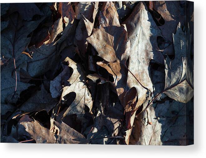 Autumn Canvas Print featuring the photograph Brown Leaves by Amelia Pearn