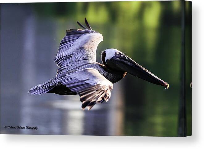 Pelican Canvas Print featuring the photograph Brown Pelican in Flight by Tahmina Watson