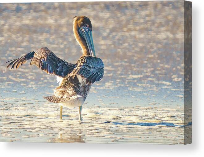 Animal Wildlife Canvas Print featuring the photograph Brown pelican on the beach, close-up portrait of a beautiful bir by Hanna Tor