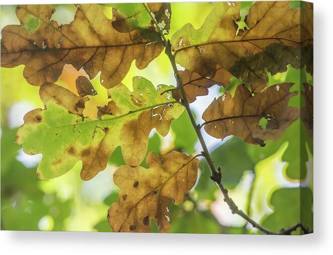 Brunswick Woods Canvas Print featuring the photograph Brunswick Woods Leaves Fall 2 by Edmund Peston