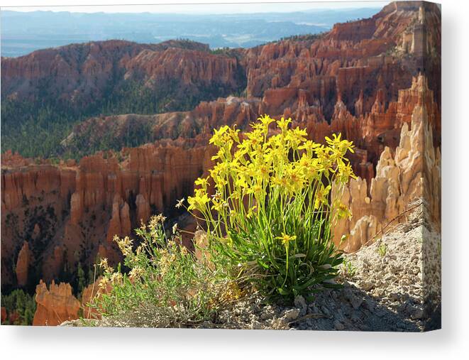 Wildflowers Canvas Print featuring the photograph Bryce Canyon Wildflowers by Aaron Spong