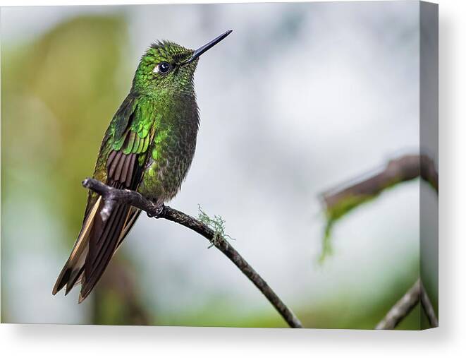 Animal In The Wild Canvas Print featuring the photograph Buff-tailed Coronet humminbird by Henri Leduc
