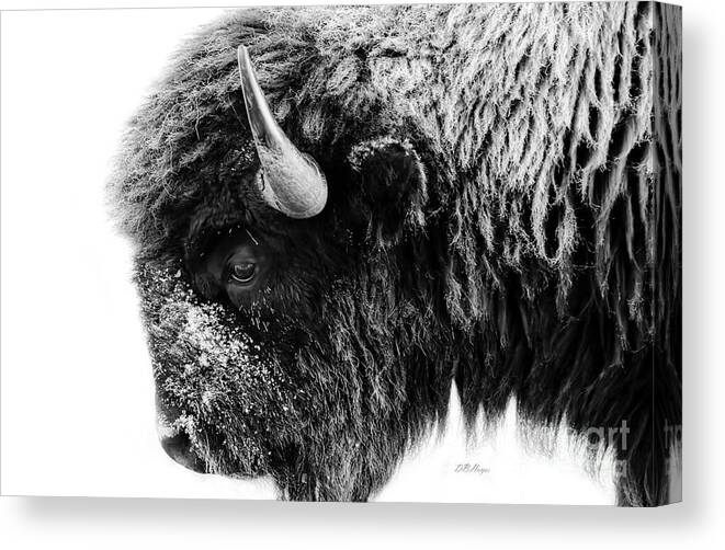 Buffalos Canvas Print featuring the photograph Buffalo Black and White Portrait by DB Hayes