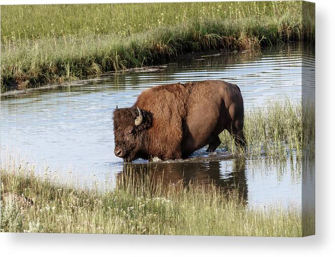 Bison Canvas Print featuring the photograph Bull Bison by Ronnie And Frances Howard