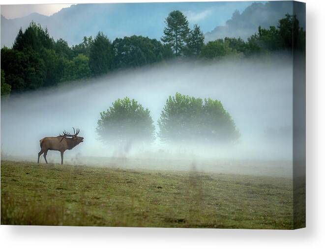 Great Smoky Mountains National Park Canvas Print featuring the photograph Bull Elk in the Smokies by Robert J Wagner