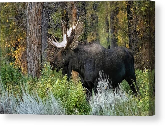 Nature Canvas Print featuring the photograph Bull Moose by Linda Shannon Morgan