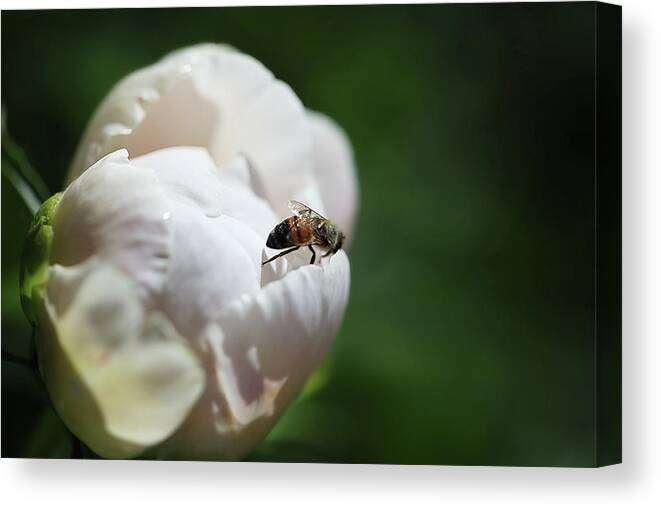  Canvas Print featuring the photograph Bumble Rose by Nicole Engstrom