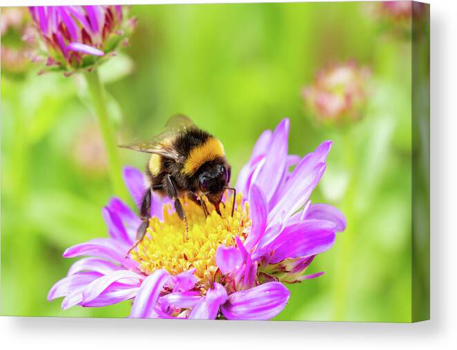Bumblebee Canvas Print featuring the photograph Bumblebee On Purple Aster by Tanya C Smith