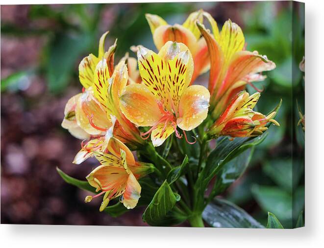 Lily Canvas Print featuring the photograph Bundle of Lily by Mary Anne Delgado
