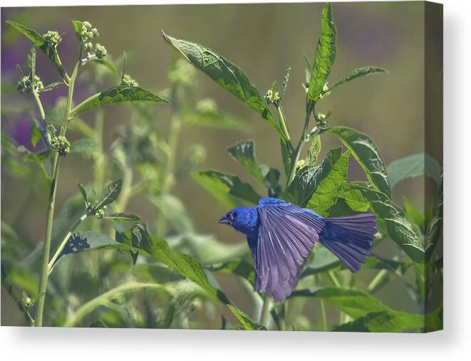 Wildlife Canvas Print featuring the photograph Bunting In Flight by Gina Fitzhugh