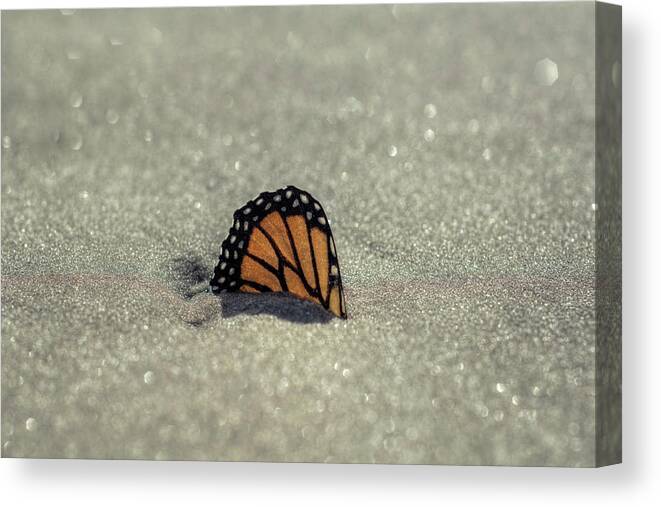 Beach Canvas Print featuring the photograph Buried Butterfly by Carolyn Hutchins