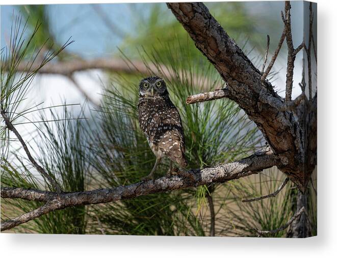Burrowing Owl Canvas Print featuring the photograph Burrowing owl in tree looking straight by Dan Friend