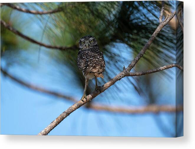 Burrowing Owl Canvas Print featuring the photograph Burrowing owl on limb staring by Dan Friend