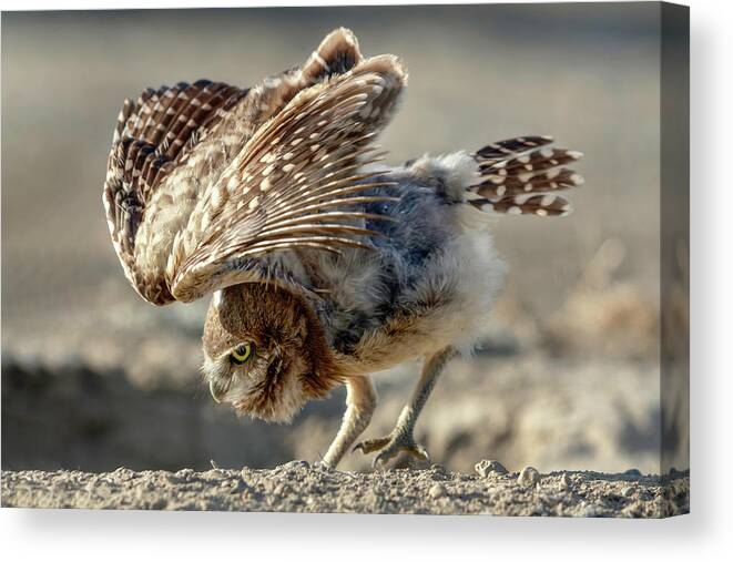 Burrowing Owlet Workout Canvas Print featuring the photograph Burrowing Owlet Workout by Wes and Dotty Weber