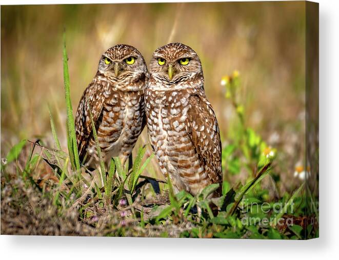 Burrowing Owls Canvas Print featuring the photograph Burrowing Owls - Cape Coral, Florida by Sturgeon Photography