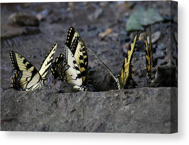 Butterflies Canvas Print featuring the photograph Butterfly Nation Swallowtails Butterflies by Demetrai Johnson
