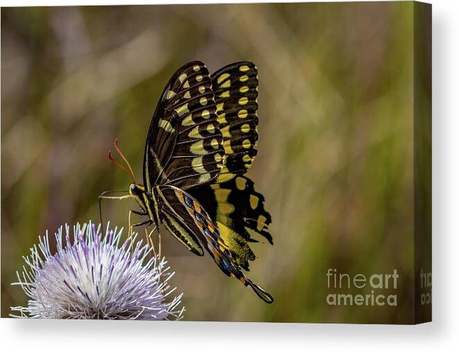 Butterfly Canvas Print featuring the photograph Butterfly on Thistle by Tom Claud