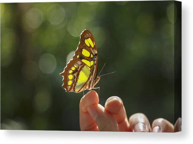 Tranquility Canvas Print featuring the photograph Butterfly on womans finger by Lost Horizon Images