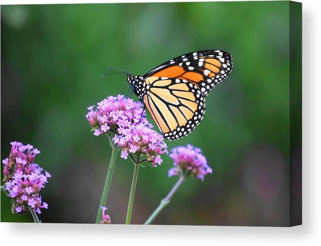 Floral Canvas Print featuring the photograph Butterfly by Terry M Olson