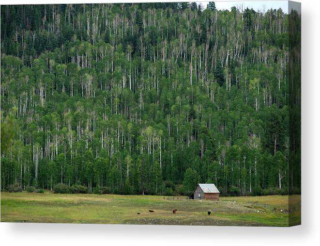 A Cabin In The Aspens Canvas Print featuring the photograph Cabin and Aspen by Mark Langford
