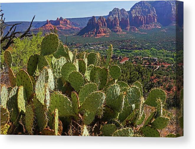 Sedona Canvas Print featuring the photograph Cacti along the Sedona Airport Loop Trail Sedona AZ Bell Rock by Toby McGuire