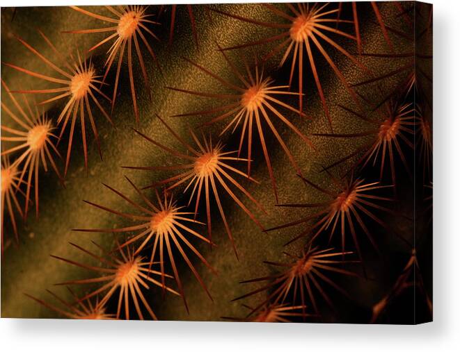 Art Canvas Print featuring the photograph Cactus 9521 by Julie Powell