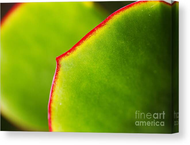 Cactus Leaves Canvas Print featuring the photograph Cactus Leaves by Joy Watson