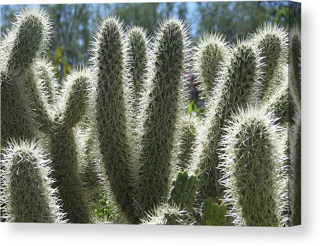Cactus Canvas Print featuring the photograph Cactus Spines by Jerry Griffin