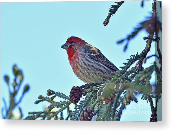 House Finch Canvas Print featuring the photograph California House Finch by Amazing Action Photo Video